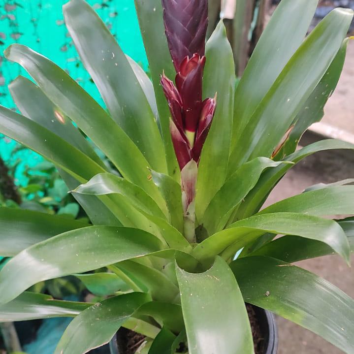 Bromeliads Dark Brown Chocolate