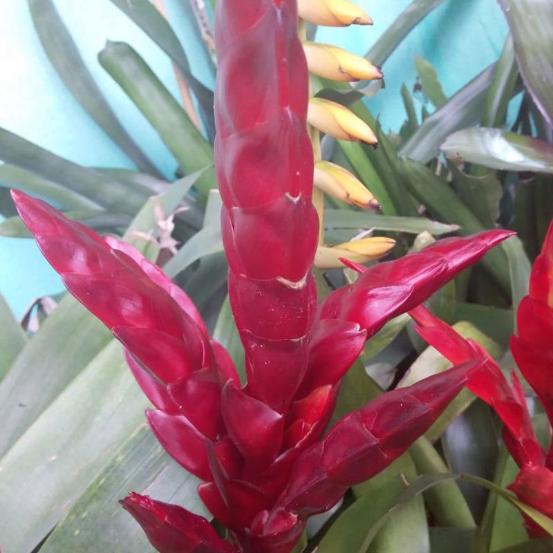 Bromeliads Red