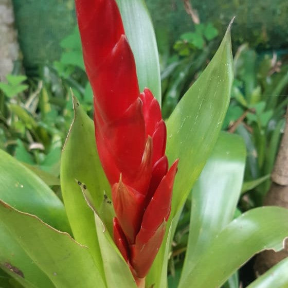 Bromeliads Red