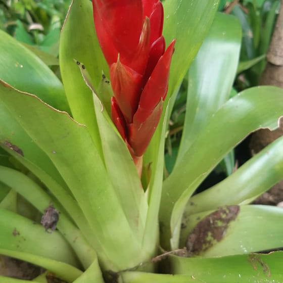 Bromeliads Red