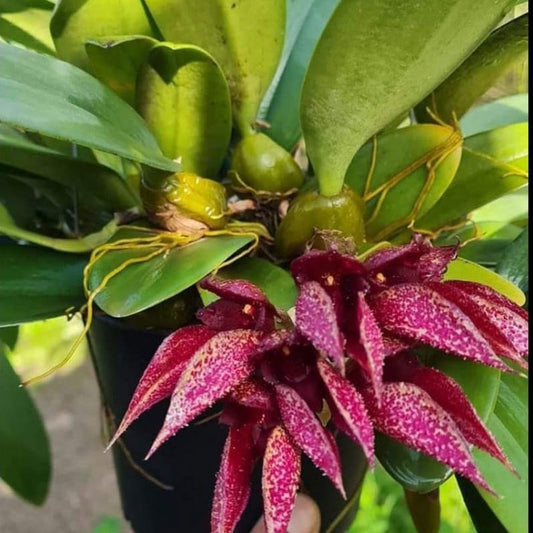 Bulbophyllum Frostii X Phalaenopsis