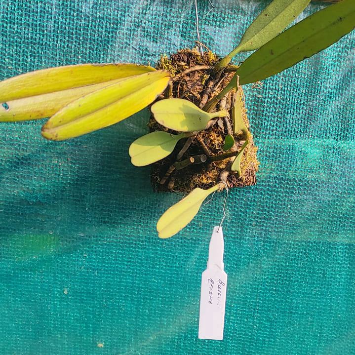 Bulbophyllum Affine