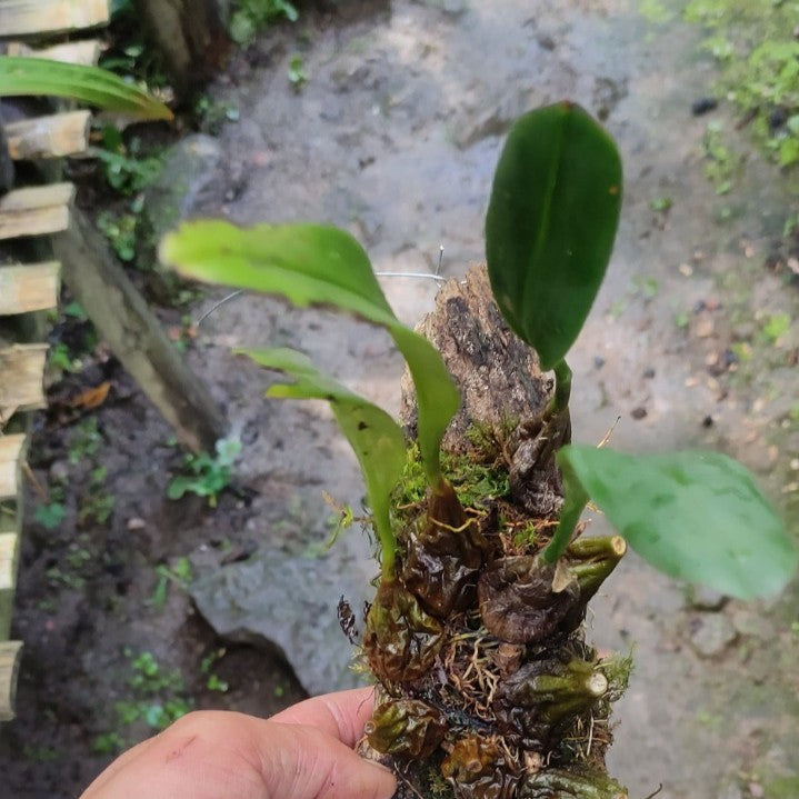 Bulbophyllum Biflorum (Two-Flowered Bulbophyllum)