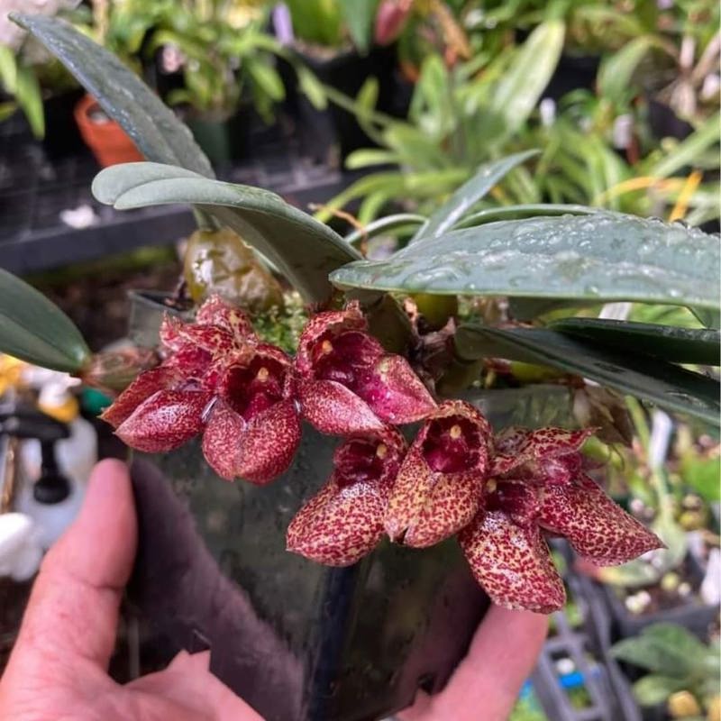 Bulbophyllum Frostii