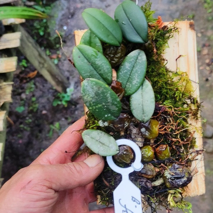Bulbophyllum Frostii