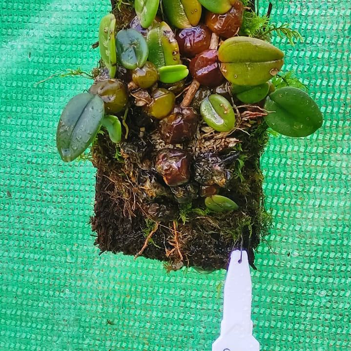 Bulbophyllum Frostii
