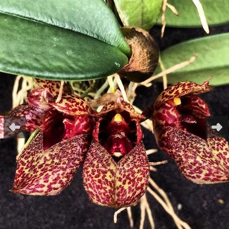 Bulbophyllum Frostii