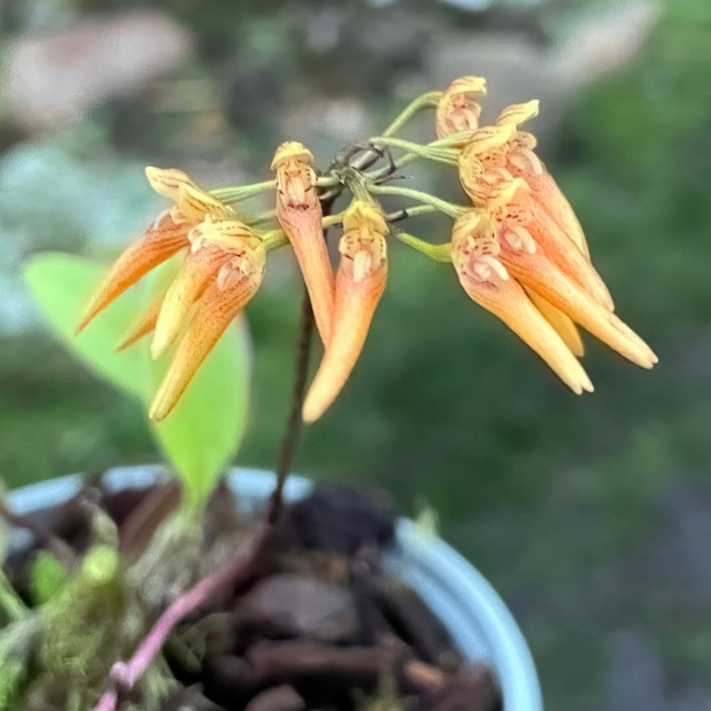 Bulbophyllum helenae (Helena’s Bulbophyllum)