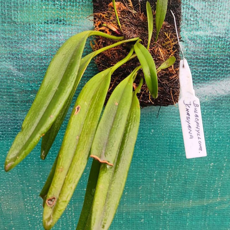 Bulbophyllum Khasyanum