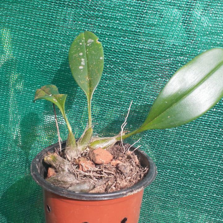 Bulbophyllum leopardinum