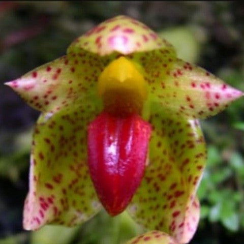 Bulbophyllum leopardinum