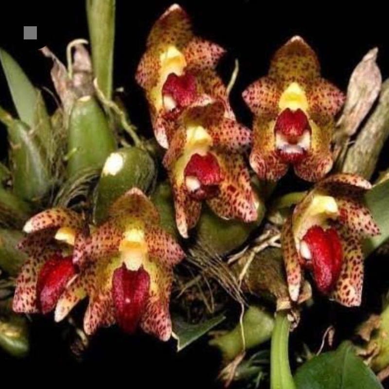 Bulbophyllum leopardinum