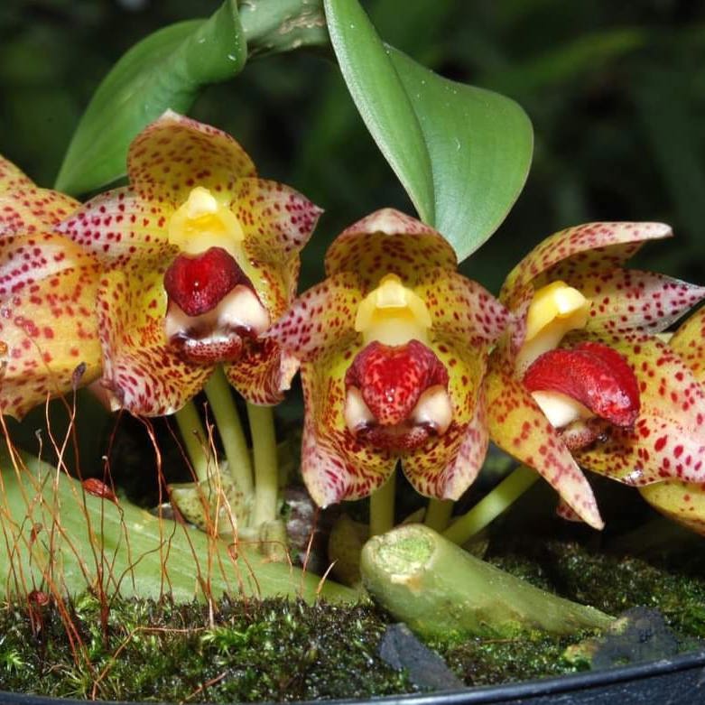 Bulbophyllum leopardinum