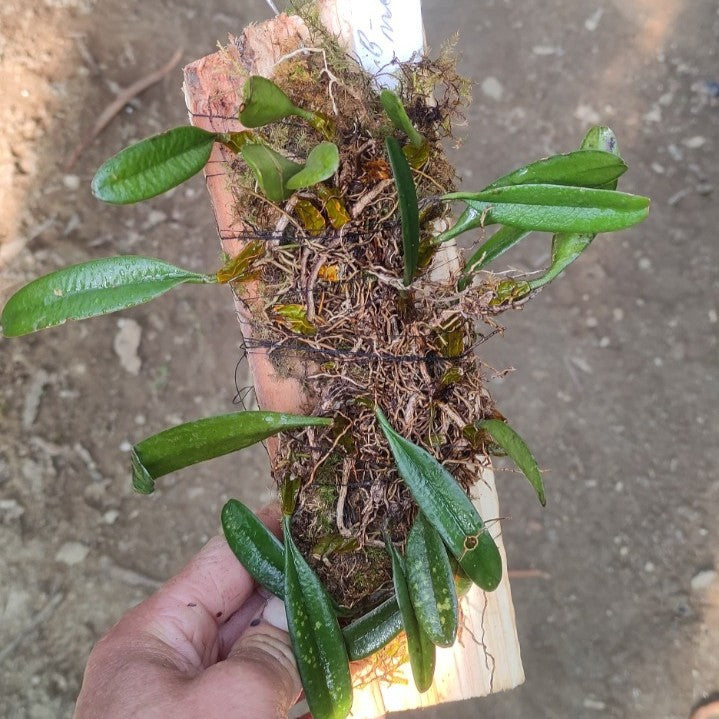 Bulbophyllum medusae (Medusa Orchid)