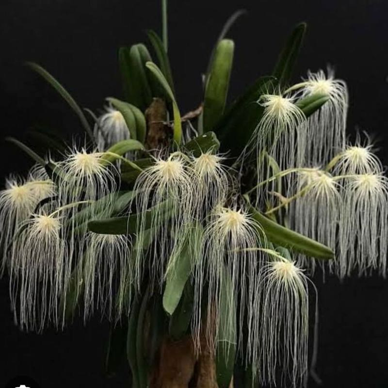 Bulbophyllum medusae (Medusa Orchid)