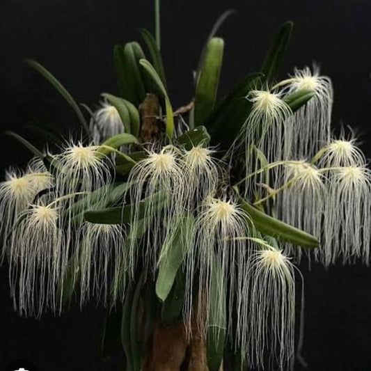Bulbophyllum medusae (Medusa Orchid)