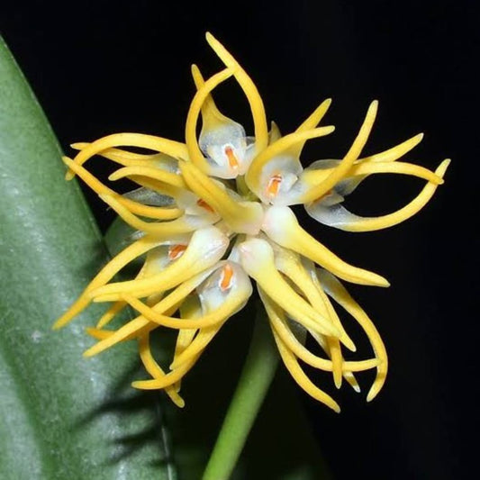 Bulbophyllum odoratissimum (Fragrant Bulbophyllum)