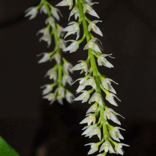 Bulbophyllum parviflorum (Small-Flowered Bulbophyllum)