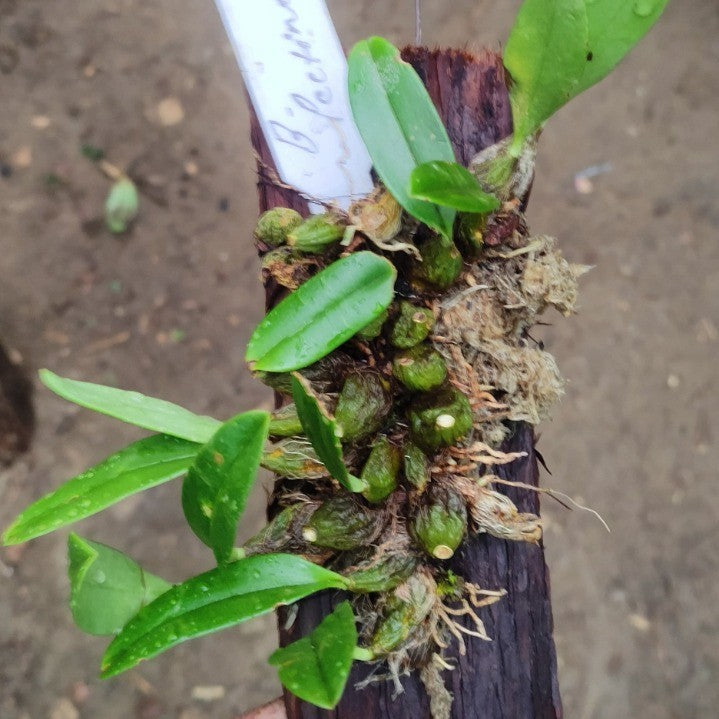 Bulbophyllum pectinatum (Comb-like Bulbophyllum)