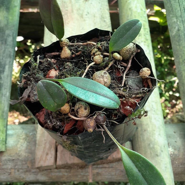 Bulbophyllum Sikkimense