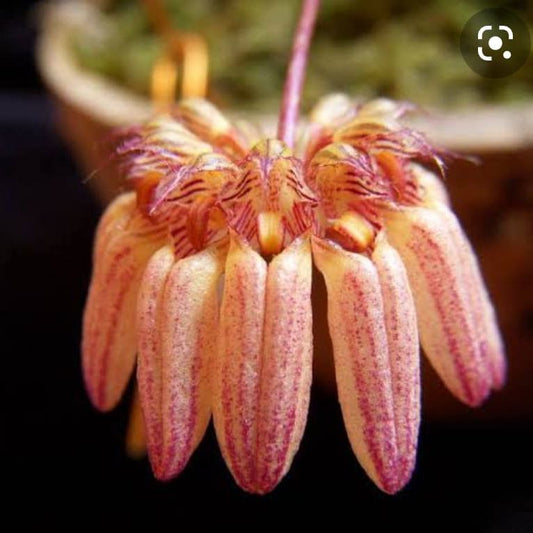 Bulbophyllum Sikkimense