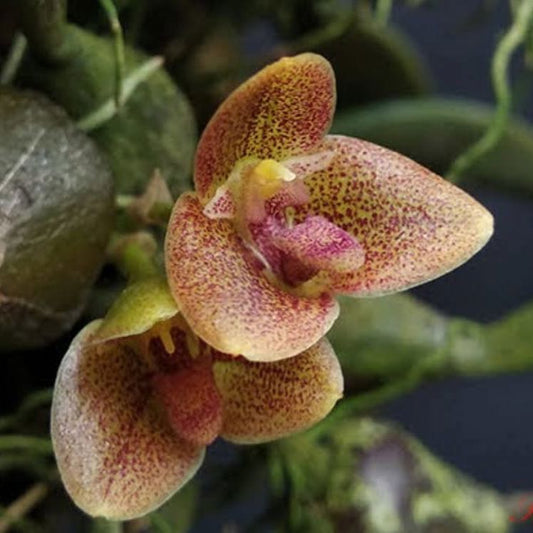 Bulbophyllum stocksii (Stocks' Bulbophyllum)
