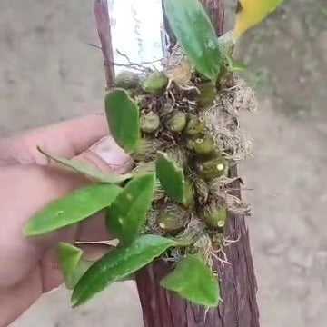 Bulbophyllum umbellatum (Umbrella Bulbophyllum)