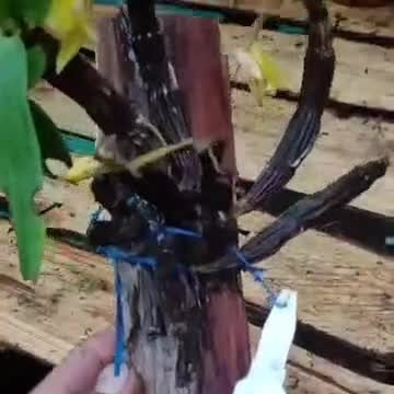 Bulbophyllum umbellatum (Umbrella Bulbophyllum)