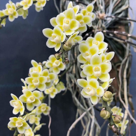 Chiloschista viridiflava (Green-Yellow Leafless Orchid)