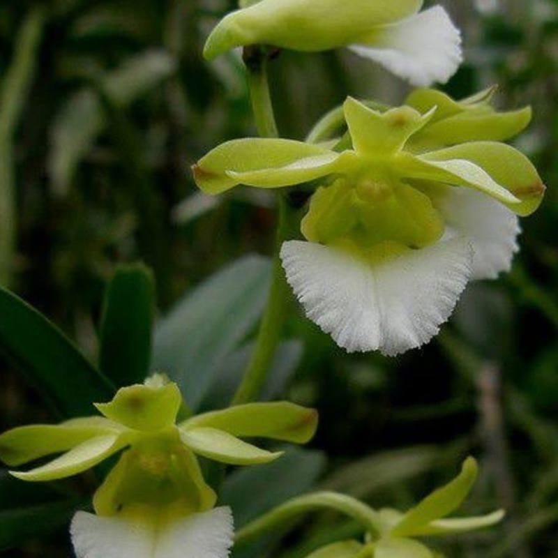 Christensonia vietnamica (Vietnam Christensonia Orchid)
