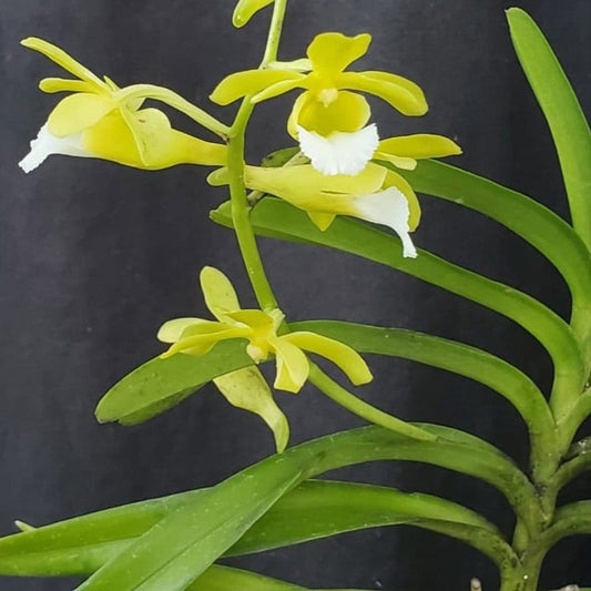 Christensonia vietnamica (Vietnam Christensonia Orchid)