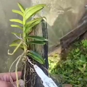 Christensonia vietnamica (Vietnam Christensonia Orchid)