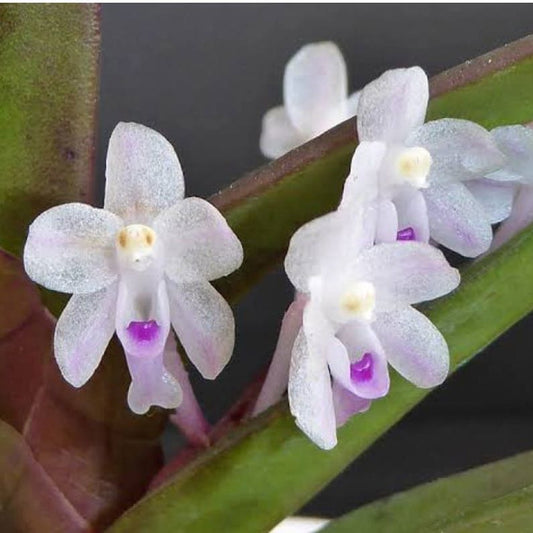 Cleisocentron malipoense (Malipo Blue Orchid)