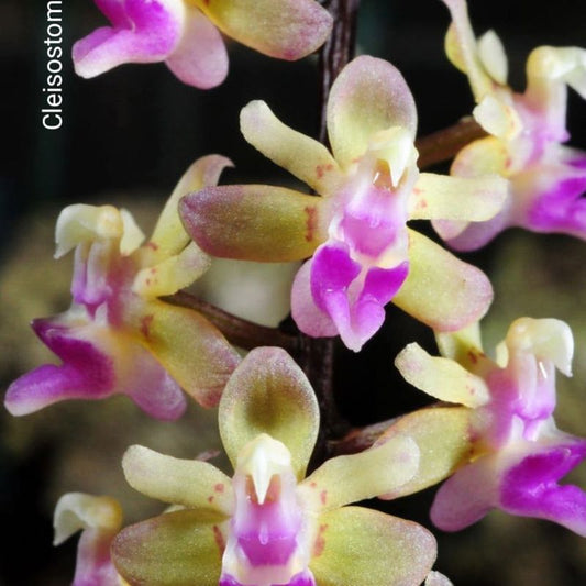 Cleisostoma discolor (Discolored Cleisostoma Orchid)