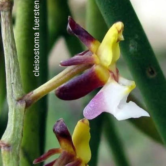 Cleisostoma fuerstenbergianum (Fuerstenberg’s Cleisostoma Orchid)