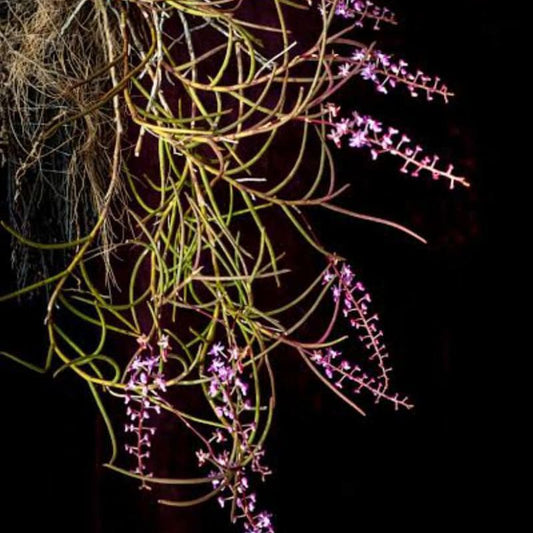 Cleisostoma williamsonii (Williamson's Cleisostoma Orchid)