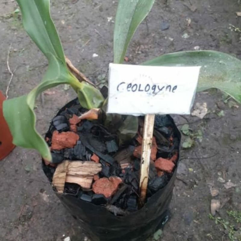 Coelogyne cristata (Crested Coelogyne Orchid)