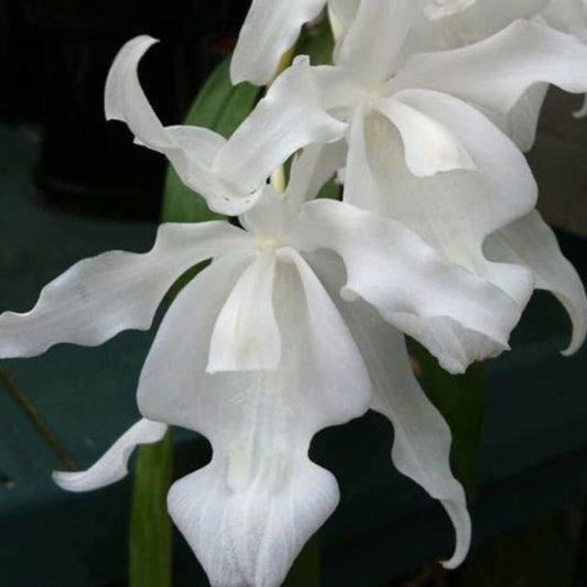 Coelogyne cristata var. alba (White Crested Coelogyne)