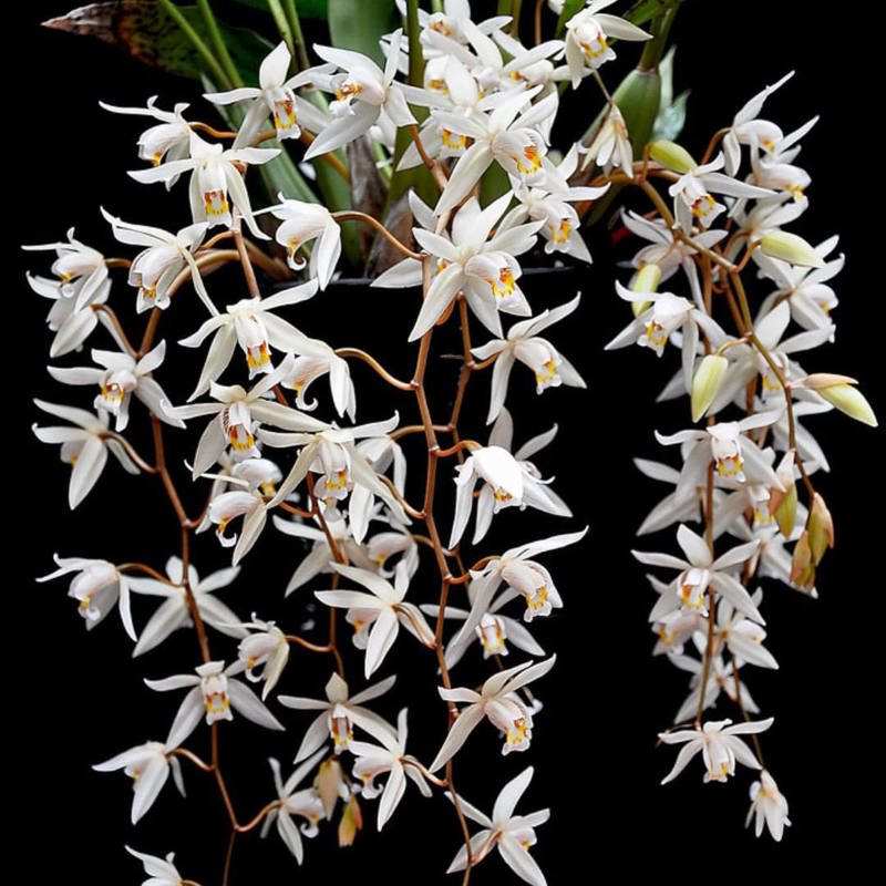 Coelogyne Flaccida