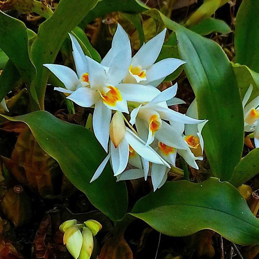 Coelogyne nervosa (Nervosa Coelogyne Orchid)