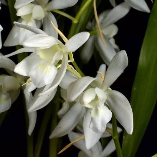 Coelogyne Nitida Alba