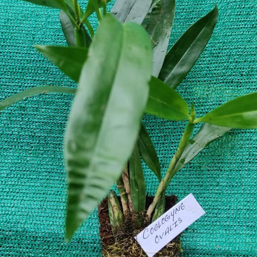 Coelogyne ovalis (Oval-lipped Coelogyne Orchid)