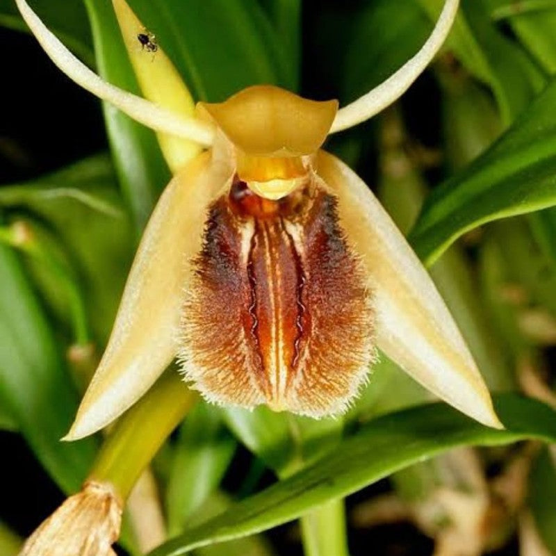 Coelogyne ovalis (Oval-lipped Coelogyne Orchid)