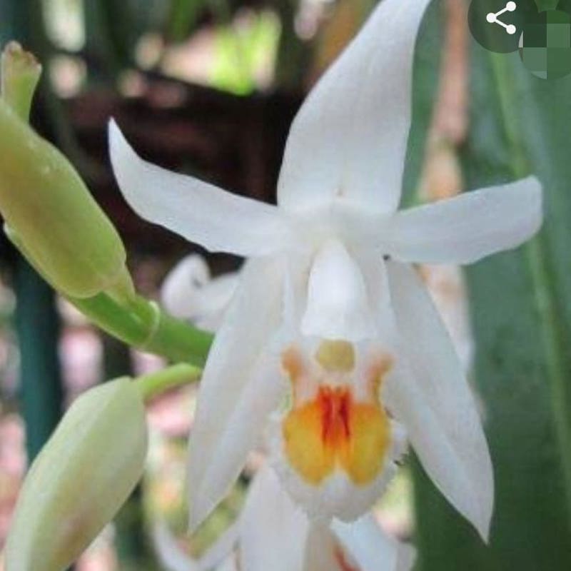 Coelogyne stricta (Strict Coelogyne Orchid)