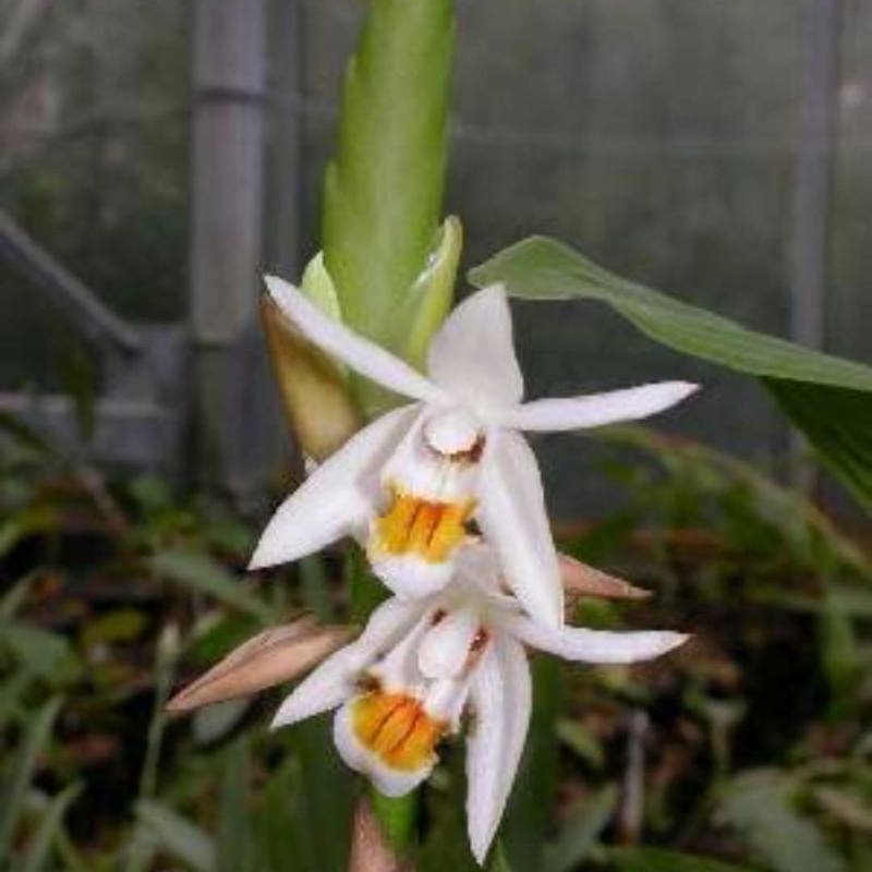 Coelogyne stricta (Strict Coelogyne Orchid)