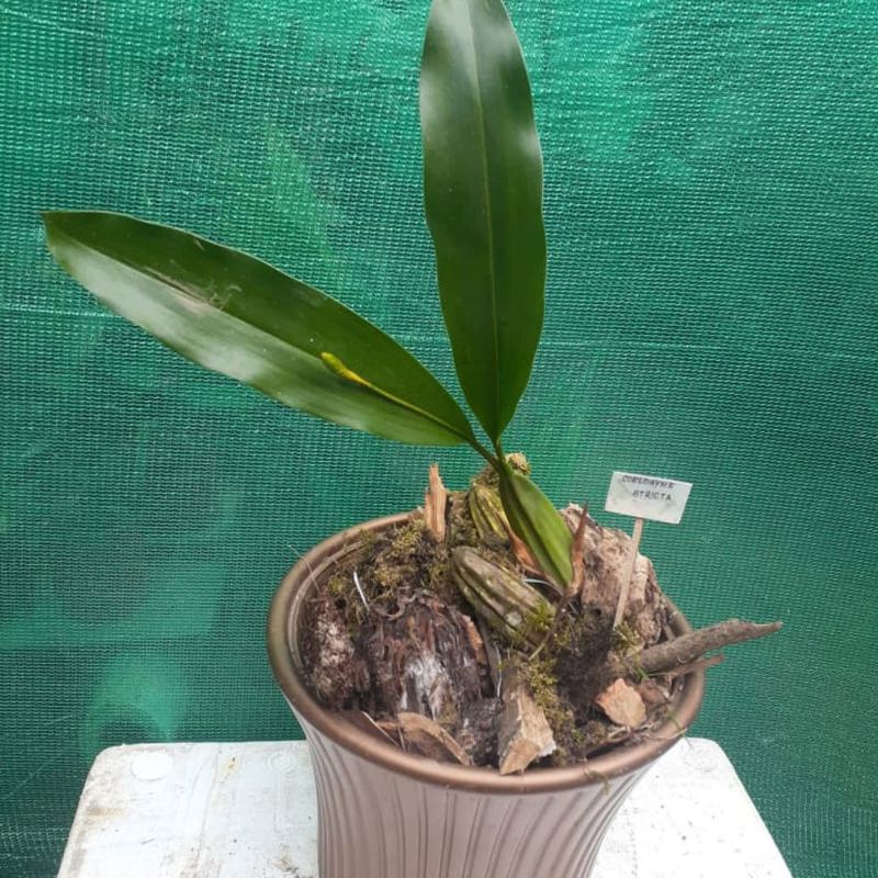 Coelogyne stricta (Strict Coelogyne Orchid)
