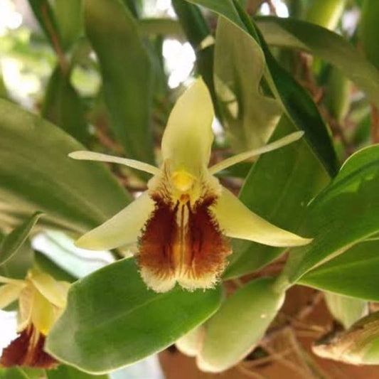 Coelogyne pallens (Pale Coelogyne Orchid)