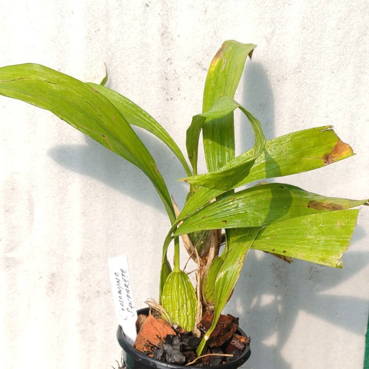 Coelogyne pandurata (Black-Lip Coelogyne Orchid)