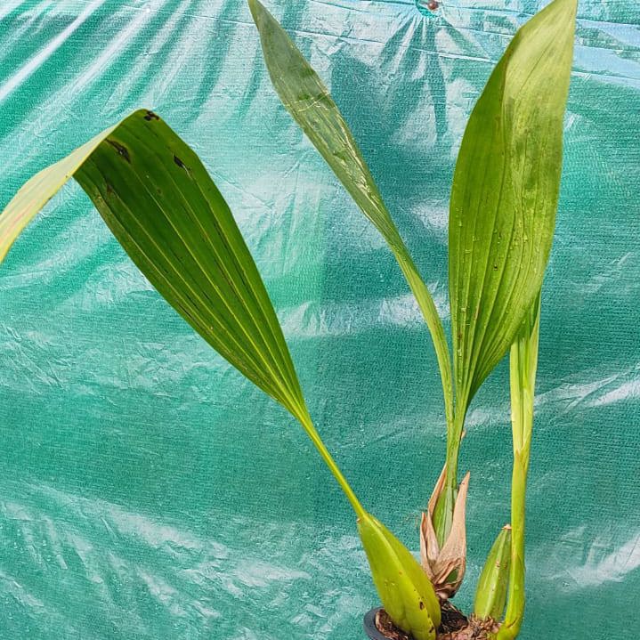 Coelogyne pandurata (Black-Lip Coelogyne Orchid)