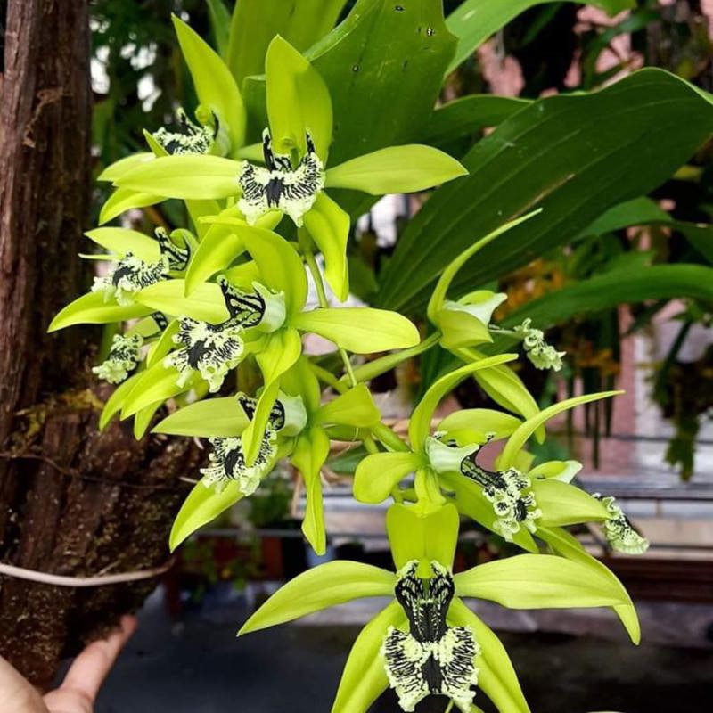 Coelogyne pandurata (Black-Lip Coelogyne Orchid)